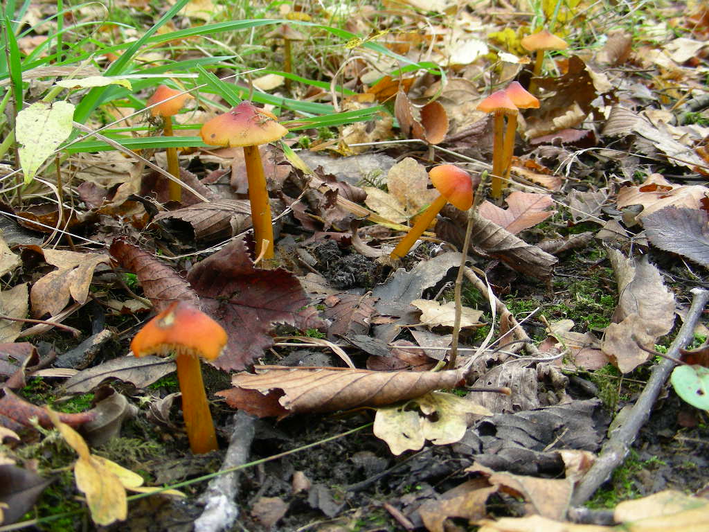 Hygrocybe conica ...